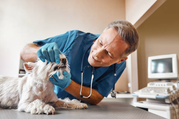  West End Cobb Town, AL Emergency Dentist Pros
